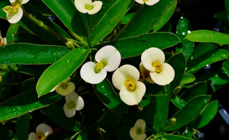 Dwarf Cream Crown of Thorns (Euphorbia milii)