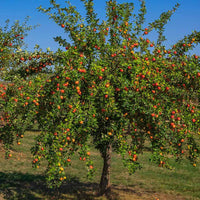 Semi Dwarf Apple 'Gala' - Ladybird Nursery