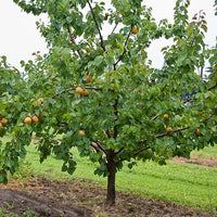 Dwarf Apricot 'Moorpark'