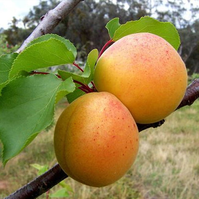 Dwarf Apricot 'Moorpark'