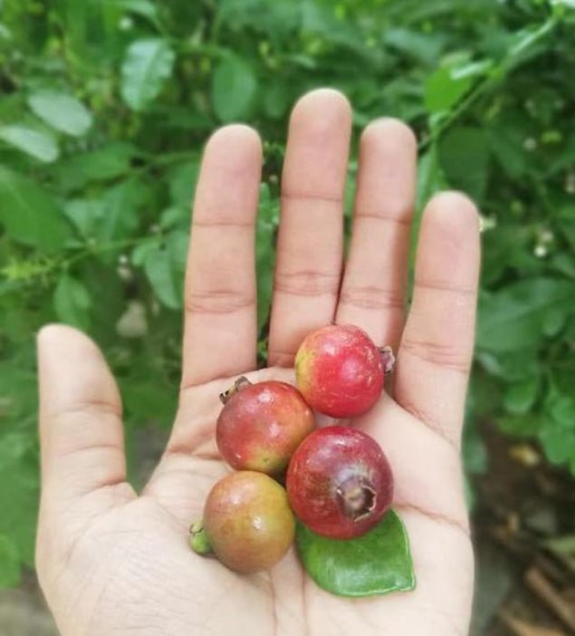 Dwarf Brazilian Guava - Ladybird Nursery
