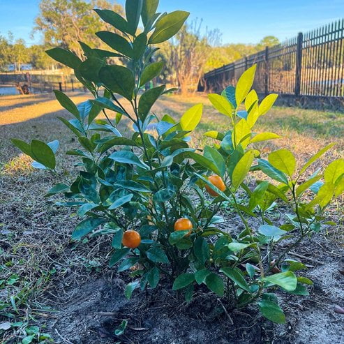 Dwarf Calamansi  (QLD Only)