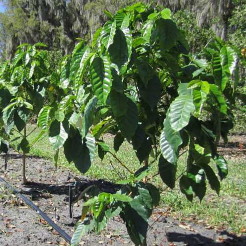Dwarf Coffee Arabica (Catuai Rojo)