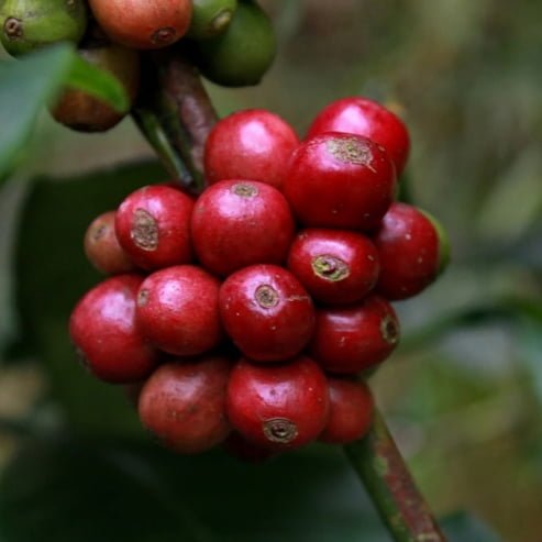 Coffee - Dwarf KM35 - Ladybird Nursery