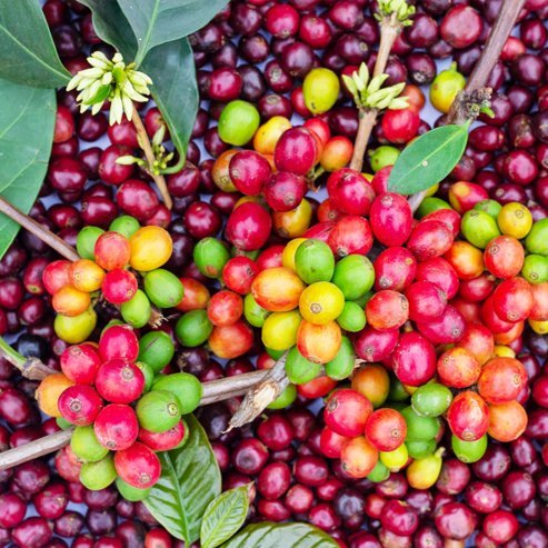 Coffee - Dwarf KM35 - Ladybird Nursery