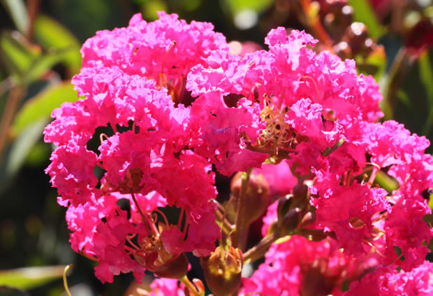 Crepe Myrtle Dwarf Pink (Lagerstroemia indica)