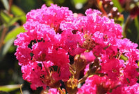 Crepe Myrtle Dwarf Pink (Lagerstroemia indica) - Ladybird Nursery