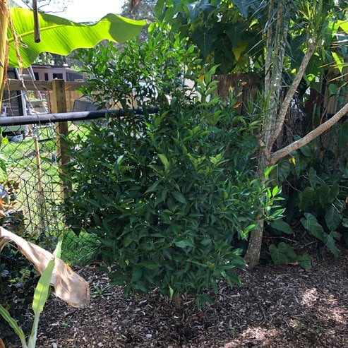 Dwarf Cumquat Meiwa (QLD Only)