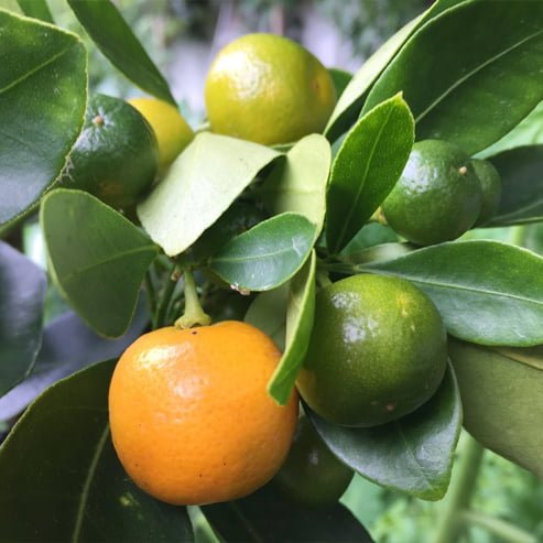 Dwarf Cumquat Meiwa (QLD Only) - Ladybird Nursery
