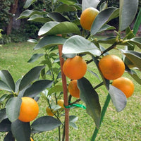 Dwarf Cumquat Meiwa (QLD Only) - Ladybird Nursery