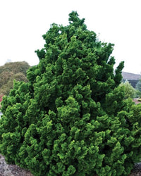 Hinoki Cypress Nana (Chamaecyparis obtusa) - Ladybird Nursery