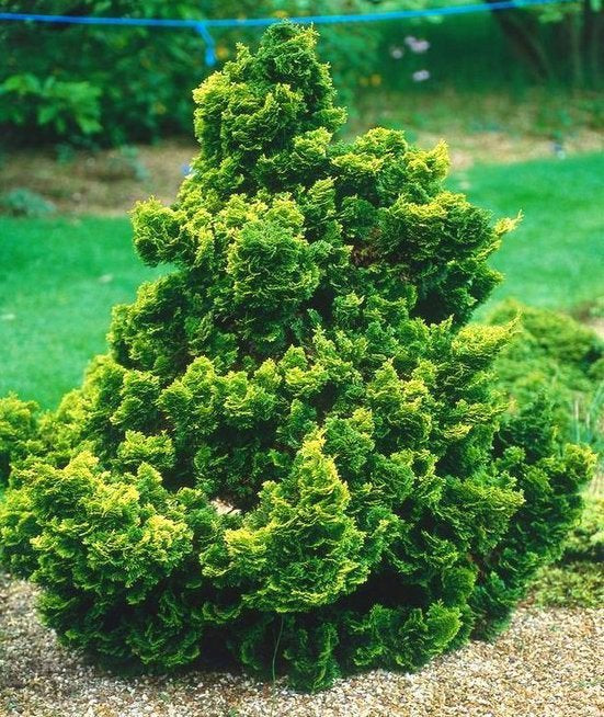 Hinoki Cypress Kosterii (Chamaecyparis obtusa)