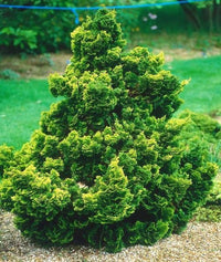Hinoki Cypress Kosterii (Chamaecyparis obtusa)