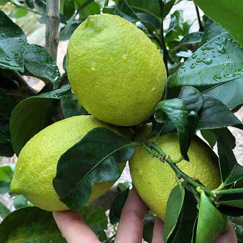 Dwarf Lemon Eureka (QLD Only)