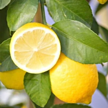 Citrus Trees – Ladybird Nursery