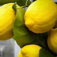 Dwarf Lemon Eureka (QLD Only)