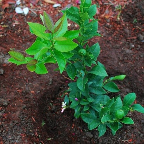Dwarf Lemon Lisbon (QLD Only) - Ladybird Nursery