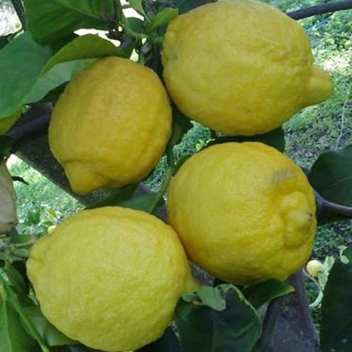 Dwarf Lemon Lisbon (QLD Only) - Ladybird Nursery