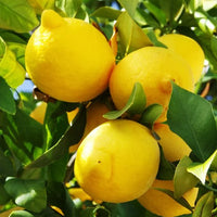 Dwarf Lemon Lisbon (QLD Only)