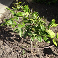 Dwarf Lemon Meyer (QLD Only)