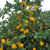 Dwarf Lemon Meyer (QLD Only) - Ladybird Nursery