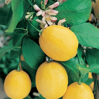 Dwarf Lemon Meyer (QLD Only)
