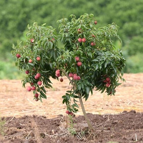 Dwarf Lychee Chucka Puc - Ladybird Nursery