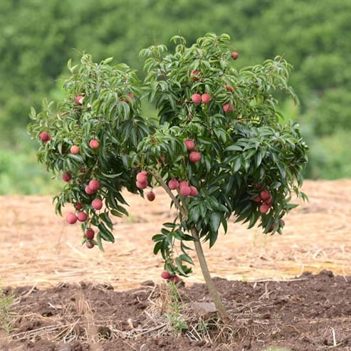 Dwarf Lychee Chucka Puc