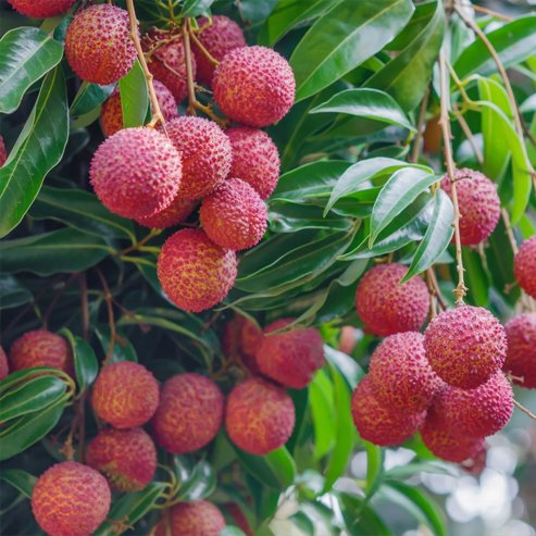 Dwarf Lychee Chucka Puc - Ladybird Nursery