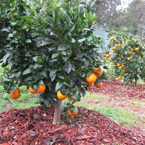 Dwarf Mandarin Fremont (QLD Only) - Ladybird Nursery