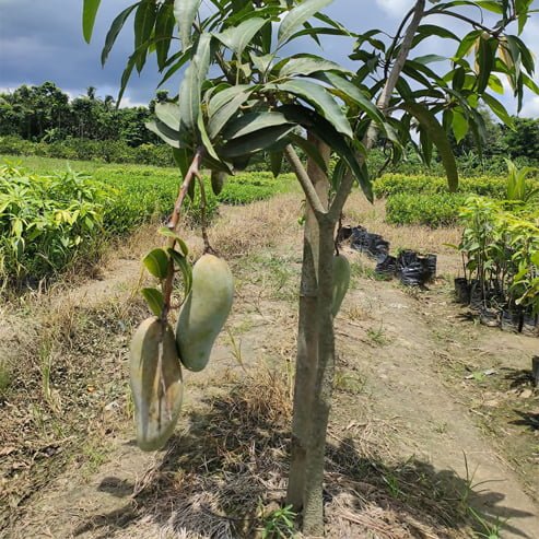 Dwarf Mango Banana Ken