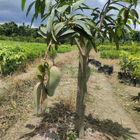 Dwarf Mango Banana Ken