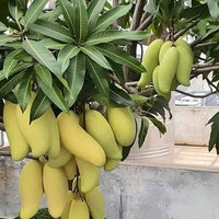 Dwarf Mango Banana Ken