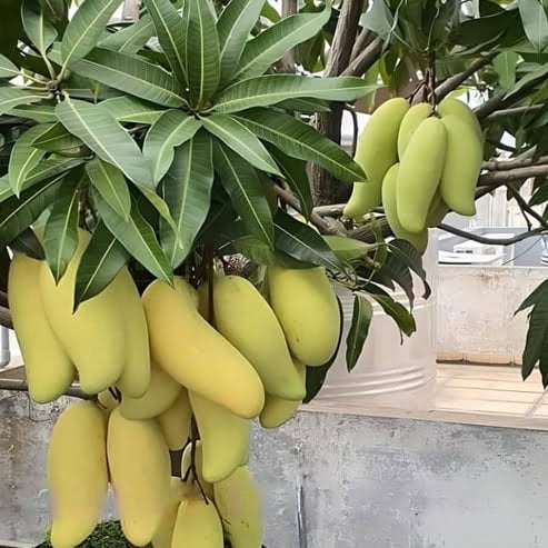 Dwarf Mango Banana Ken