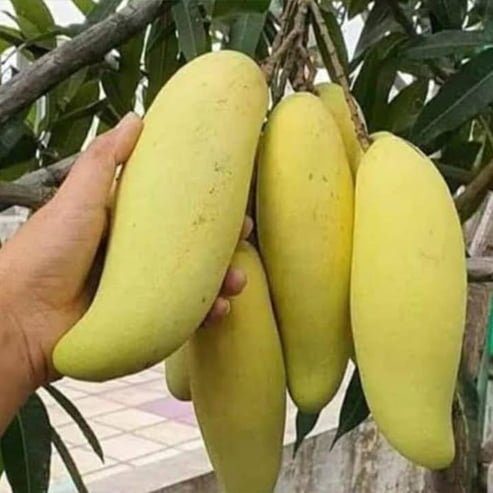 Dwarf Mango Banana Ken