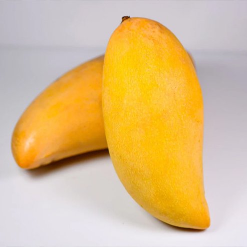 Dwarf Mango Banana Ken - Ladybird Nursery