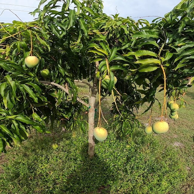 Dwarf Mango Little Gem