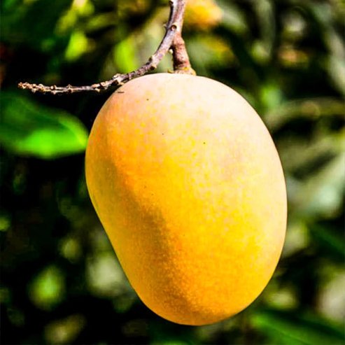 Dwarf Mango Little Gem - Ladybird Nursery