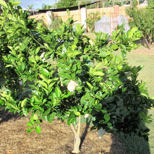Dwarf Orange Navelina (QLD Only)