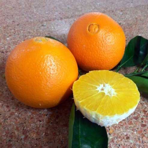 Dwarf Orange Navelina (QLD Only)