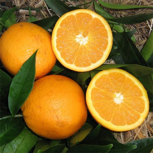 Dwarf Orange Navelina (QLD Only) - Ladybird Nursery