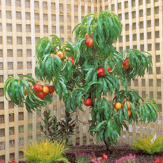 Super Dwarf Nectarine 'Trixzie® Nactazee'