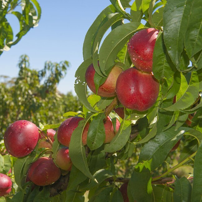 Super Dwarf Nectarine 'Trixzie® Nactazee' - Ladybird Nursery