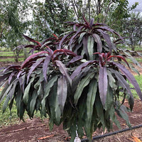 Dwarf Nectarine Sunset Backyard Beauty