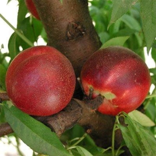 Dwarf Nectarine Sunset Backyard Beauty