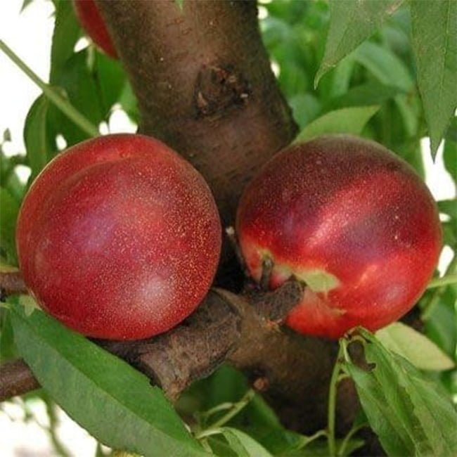 Dwarf Nectarine Sunset Backyard Beauty - Ladybird Nursery