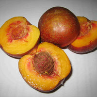 Dwarf Nectarine Sunset Backyard Beauty