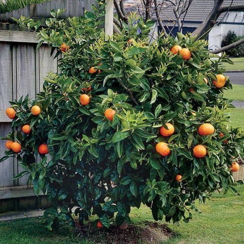 Dwarf Orange Newhall Navel (QLD Only)