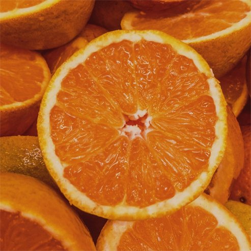 Dwarf Orange Newhall Navel (QLD Only) - Ladybird Nursery