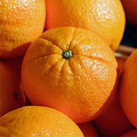 Dwarf Orange Newhall Navel (QLD Only) - Ladybird Nursery